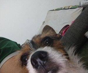 Cara OGT