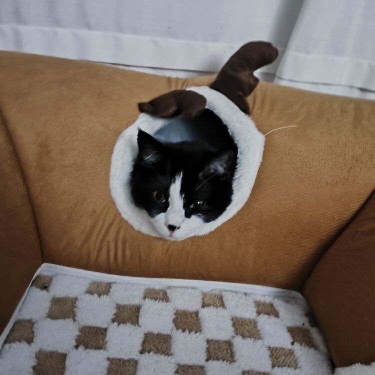 Foto de perfil de Iman